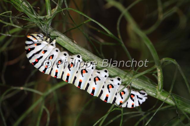 papilio hospiton chenille 2.JPG - Papilio hospiton (chenille)Porte queue de CorseCorsican Swallowtail butterflyLepidoptera, PapilionidaeEspèce protégée, France